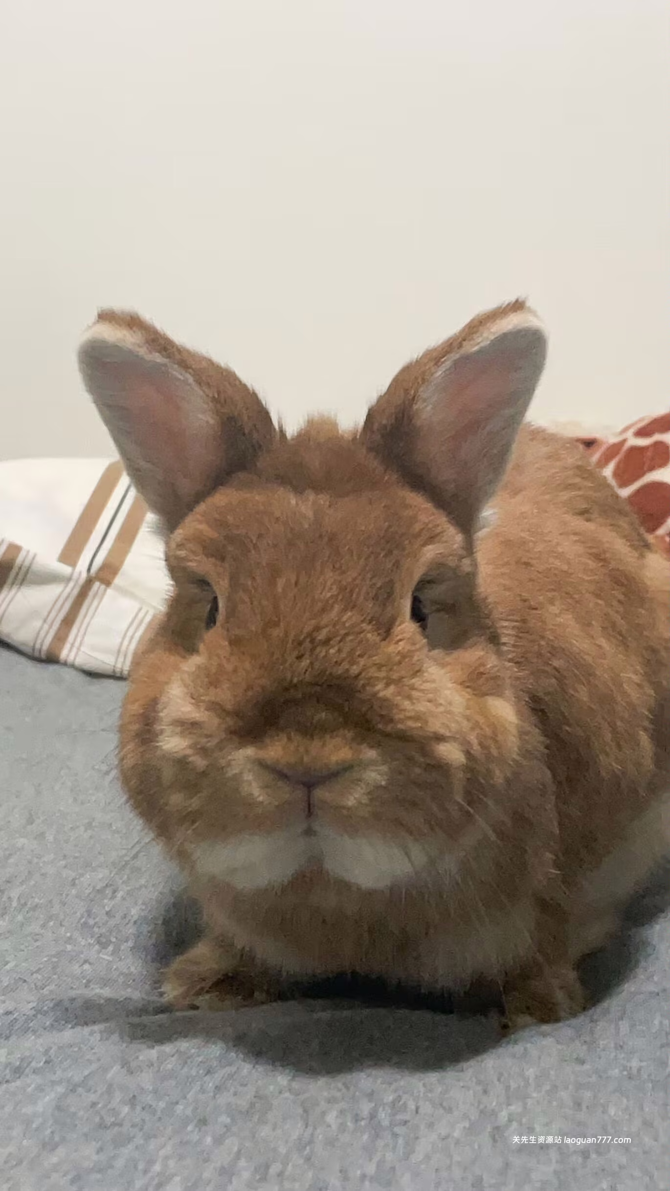 【群服兑换】《海贼王启程》点券22960 CDK购买【100积分】- 关先生资源站